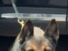 Trabajo especializado de la Unidad K-9 fortalece acciones a favor de la seguridad