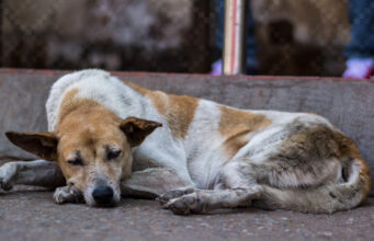 Exhorta SSPC denunciar cualquier acto de maltrato, abuso o crueldad hacia los animales en la línea 089