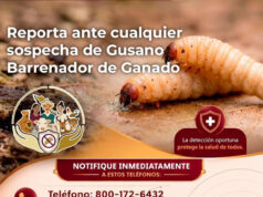 Gobierno de Sonora y Senasica fortalecen medidas de prevención ante el gusano barrenador
