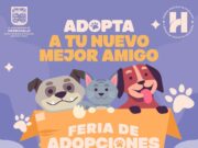 Invita Gobierno de Hermosillo a la Feria de Adopciones el próximo domingo