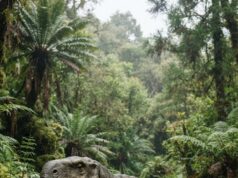 Un fósil de 240 millones de años podría cambiar lo que sabemos sobre el origen de los dinosaurios