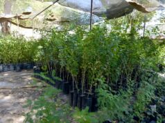 Impulsan viveros escolares de árboles nativos para fortalecer el cuidado ambiental en Hermosillo