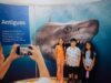 La exposición TIBURONES llega a Hermosillo, para romper los mitos alrededor de esta especie
