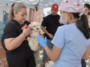 Llevará Gobierno de Hermosillo jornadas de castración gratuita a Zamora y Urbi Villa del Cedro