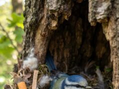 Las aves urbanas sorprenden a los científicos: las colillas podrían ayudar a reducir algunos parásitos en sus nidos