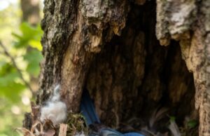 Las aves urbanas sorprenden a los científicos: las colillas podrían ayudar a reducir algunos parásitos en sus nidos