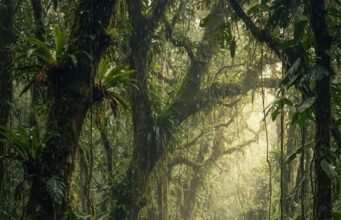 Elefantes de Kenia podrían utilizar plantas para aliviar enfermedades