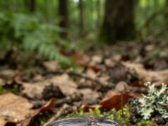 Descubren una nueva especie de escarabajo en las zonas altas de Ecuador