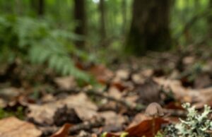 Descubren una nueva especie de escarabajo en las zonas altas de Ecuador