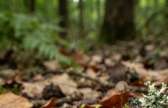 Descubren una nueva especie de escarabajo en las zonas altas de Ecuador