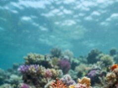 El ADN de una estrella de mar presenta variaciones relacionadas con su ambiente