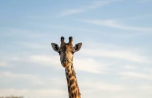 Fallece Fortunata, una de las jirafas más longevas del mundo, en Chapultepec
