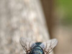 Una mosca virtual permite estudiar cómo un cerebro controla un cuerpo