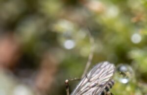 El dengue puede alterar temporalmente la barrera de los vasos sanguíneos