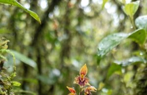 Descubren en Perú una nueva especie de orquídea que rinde homenaje al pueblo Asháninka