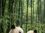Ping Ping y Fu Shuang llegan a Atlanta en un nuevo acuerdo entre China y Estados Unidos