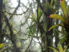 Una diminuta rana se suma a las especies conocidas de Ecuador