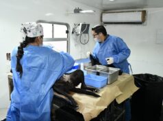 Anuncia Gobierno de Hermosillo jornada de esterilización gratuita para perros y gatos