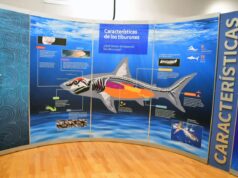 Viven niñas y niños del Club Teletón la experiencia “TIBURONES” que suma más de 15 mil visitantes