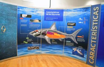 Viven niñas y niños del Club Teletón la experiencia “TIBURONES” que suma más de 15 mil visitantes