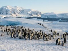 El cambio climático amenaza a una de las mayores colonias de pingüinos de la Antártida