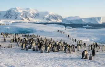 El cambio climático amenaza a una de las mayores colonias de pingüinos de la Antártida