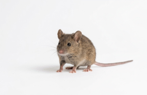Un estudio revela cómo el cerebro activa los movimientos aprendidos