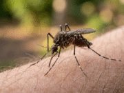 Europa registra cifra récord de contagios por el virus del Nilo Occidental