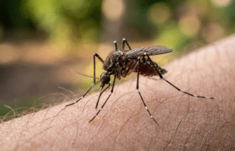Europa registra cifra récord de contagios por el virus del Nilo Occidental