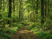 La pérdida de biodiversidad amenaza el suministro de alimentos, el agua potable y la salud mundial