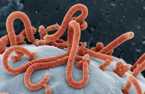 Brote de ébola por virus Bundibugyo se extiende en África y mantiene en alerta a las autoridades sanitarias