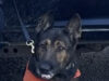 Trabajo especializado de la Unidad K-9 permite detener a dos personas en Hermosillo