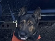 Trabajo especializado de la Unidad K-9 permite detener a dos personas en Hermosillo
