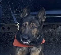 Trabajo especializado de la Unidad K-9 permite detener a dos personas en Hermosillo