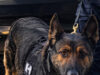 Trabajo operativo de la Unidad K9 de la PESP arroja resultados positivos en Hermosillo