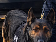Trabajo operativo de la Unidad K9 de la PESP arroja resultados positivos en Hermosillo