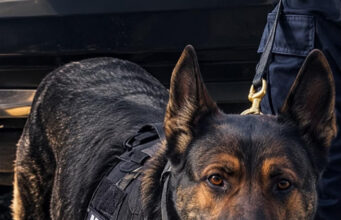 Trabajo operativo de la Unidad K9 de la PESP arroja resultados positivos en Hermosillo